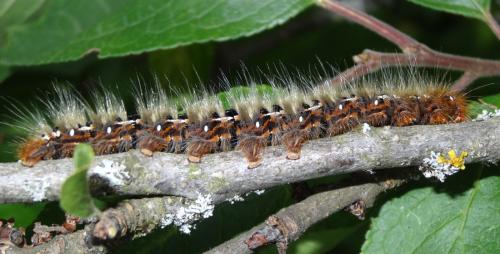 Lasiocampa quercus